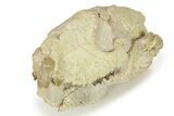 Fossil Oreodont (Merycoidodon) Partial Skull - South Dakota #269940-4